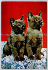 D326068 Burmese Kittens. Guy Withers. J. Arthur Dixon. Newport. Colour Photograp