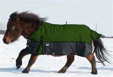 Miniature Horse Winter Turnout
