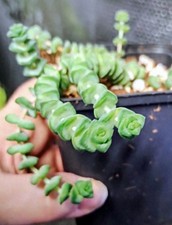 Crassula Hottentot/ Jade