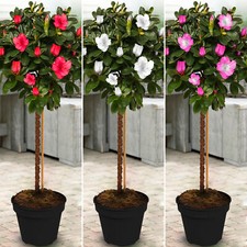 Azalea Japonica Tree | Trees for Small Gardens Border Patio Potted Plant | 2-3ft