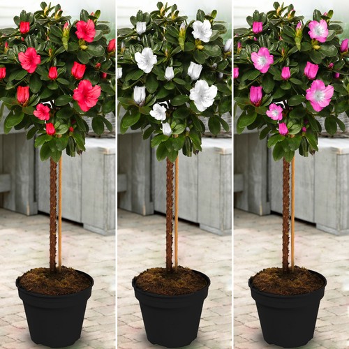 Azalea japonica tree - tree, trees
