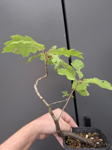 Red oak bonsai - bonsai, tree