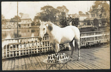 Circus - Trixie Reading & Counting Horse 1908 RP postcard