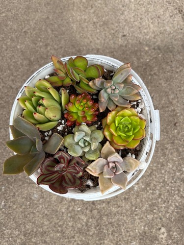 Succulent and cactus - succulent,
