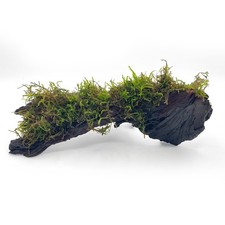 Java Moss on Bogwood 15-20cm