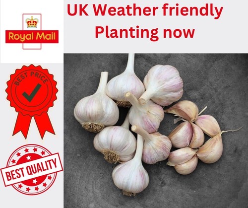 Garlic cloves albigensian - garlic,