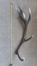 Red Deer Stag Antler