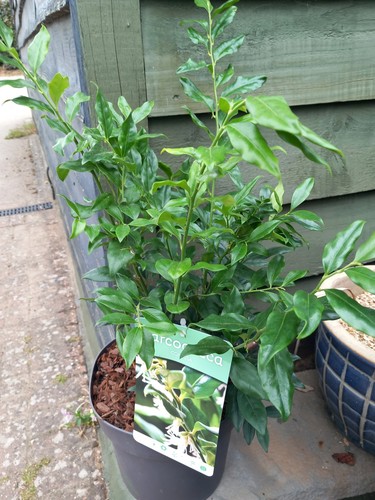 Sarcococca sweet box - xl,
