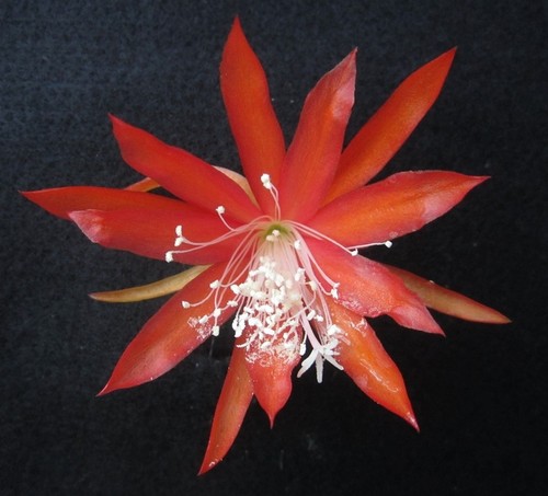 Epiphyllum lollipop rooted - epiphyllum,