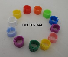 New 10 x 8mm pigeon quail