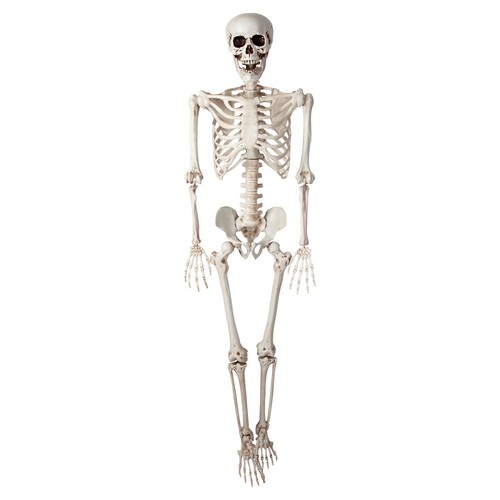 Life size skeleton realistic - life,