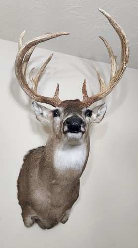 Heavy mass whitetail deer - mass,