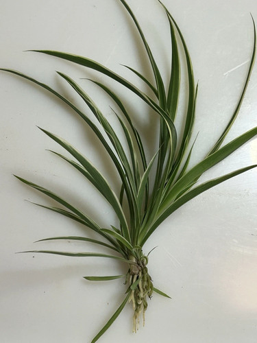 Well rooted spider - plant, baby