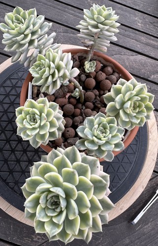 Echeveria variegated tinkerbel - echeveria,