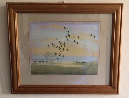 Peter scott whitefronts on - peter, 'whitefronts