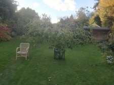 Very Large Ficus tree (Weeping Fig; over  10 ft wide); indoor plant
