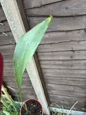Aspidistra sutepensis