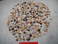 job lot of over 300 small , beautiful North Wales sea shells,crafting