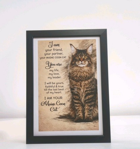 Maine coon cat am - "i, your