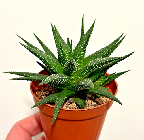 Haworthia attenuata super - attenuata,,