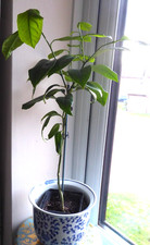 Citrus Lime tree plant in 9