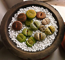 LITHOPS MIX - LIVING STONES - SASSI VIVENTI, 15 SEMI SELEZIONATI