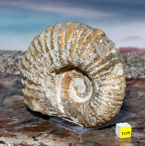 Superb ammonite fossil - superb,