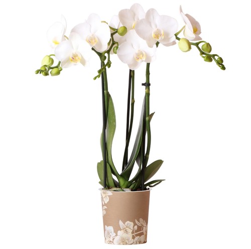 Orchid phalaenopsis kolibri - orchid,