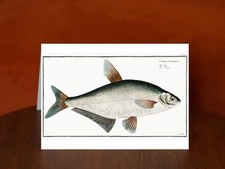 Baller-Carp (Cyprinus