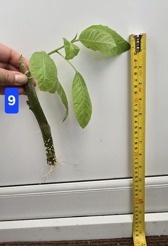 Brugmansia rooted single - brugmansia,