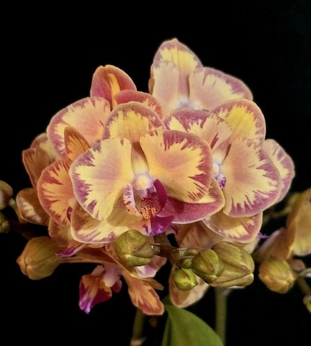 Phalaenopsis limpopo 2 - phalaenopsis,