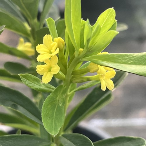 Daphne gemmata royal - daphne, crown'