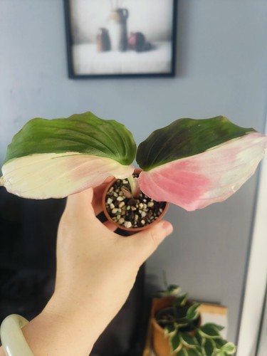 Kaempferia pulchra pink - pulchra,