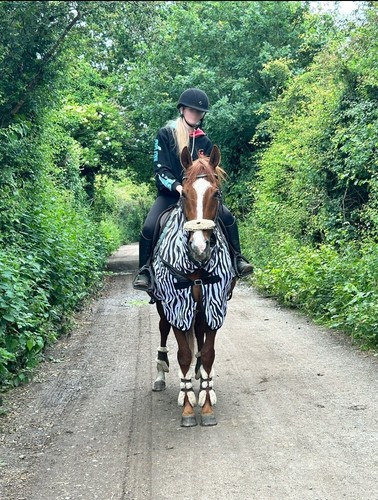 Fly mesh zebra ride rug - zebra,