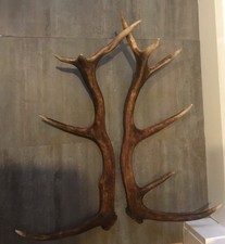 Red Deer antlers 11 points