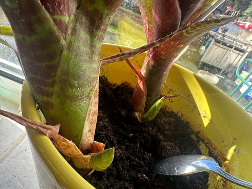 Large rare bromeliad plant - large,