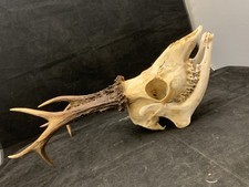 Vintage Roe Deer Full Skull w