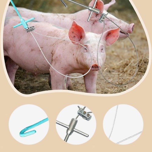 Pig catching pole animal - pig,