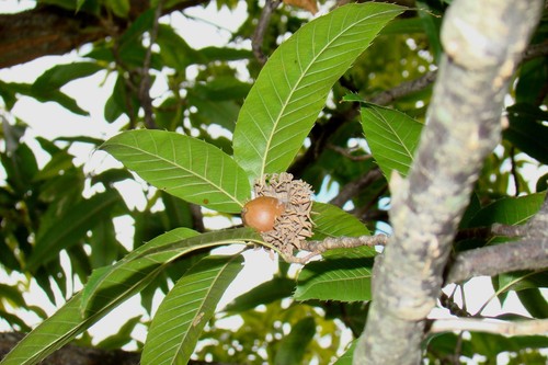Quercus acutissima sawtooth - acutissima, /