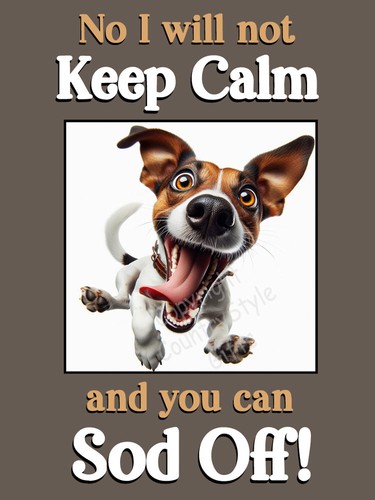 Jack russell terrier - terrier, pet