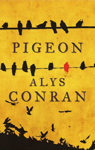 Pigeon - pigeon,