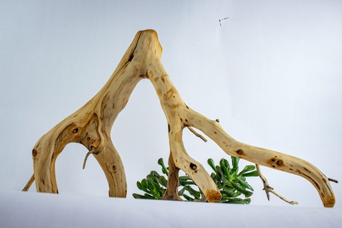Manzanita aquarium driftwood - manzanita,