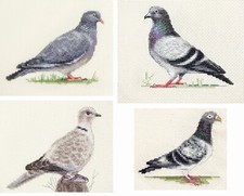 COLLARED DOVE, WOOD PIGEON