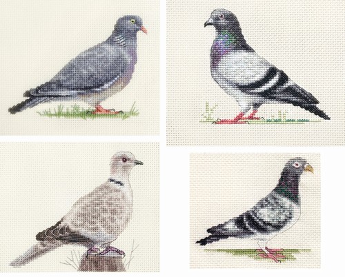 Collared dove wood pigeon - dove,,