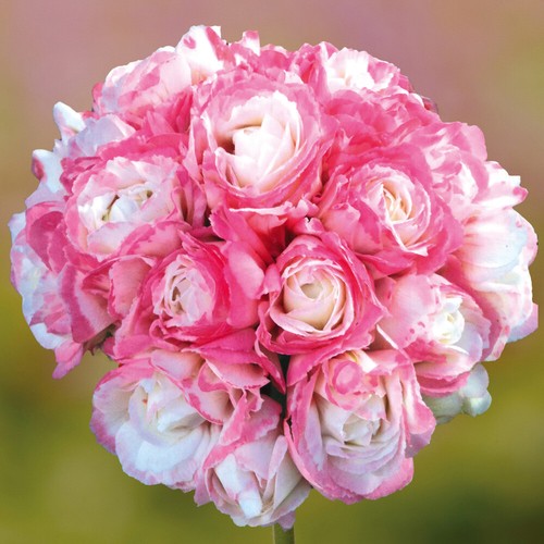 Giant flowered geranium - flowered,