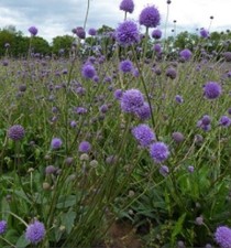 Succisa Pratensis Devil's-bit Scabious 9cm pot