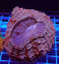 WYSIWYG Stunning "Pink