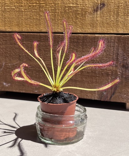 Live drosera capensis - live,