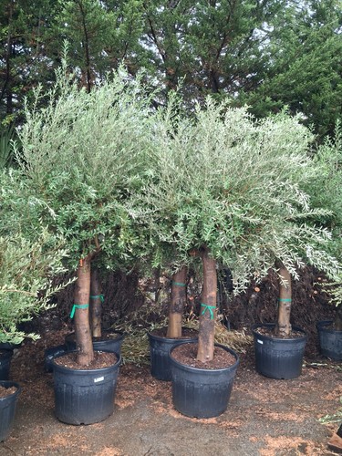 Olive tree standard lollipop - standard,