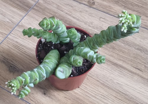 Crassula marnieriana jade - crassula,